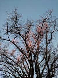 Low angle view of bare tree against sky