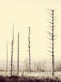 Bare trees on field against clear sky