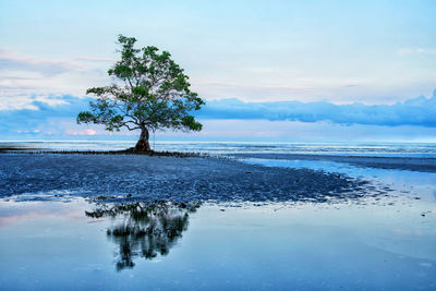 Tree by sea against sky