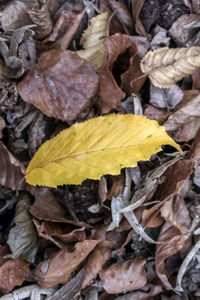 Close-up of yellow maple leaves