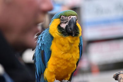 Close-up of a parrot