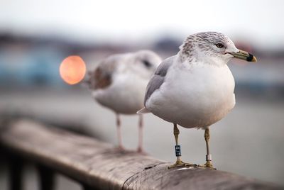 Close-up of seagull perching on railing