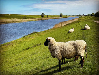 Sheep in a field