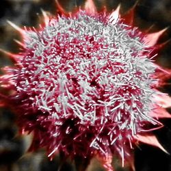 Close-up of red flower