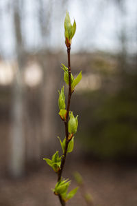 Budding branch