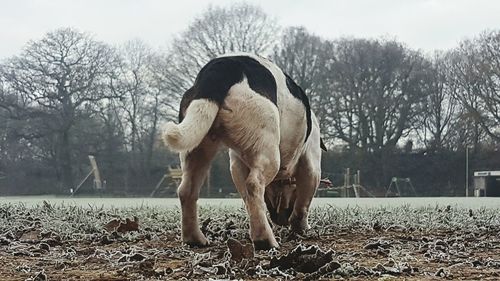 Rear view of dog