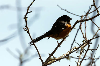 Bird perching on branch against sky