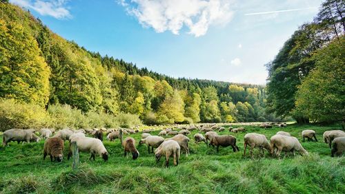 Sheep in a field