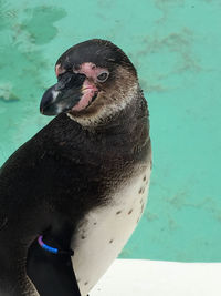 Close-up of a bird in swimming pool