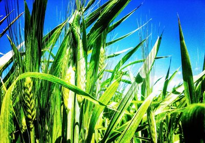 Low angle view of plants growing on field against blue sky