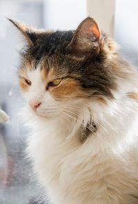 Close-up of a cat looking away