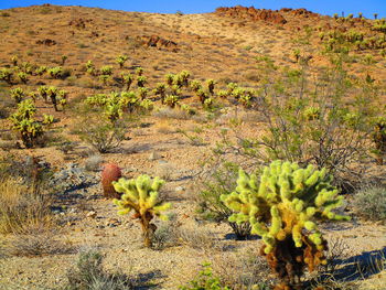 Cactus  growing on field