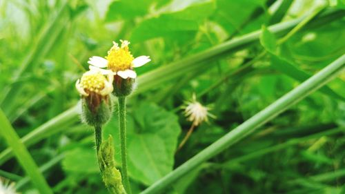 Close-up of white flowering plant