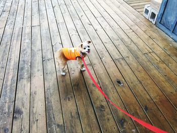 High angle portrait dog standing on floorboard