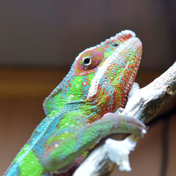 Close-up of lizard