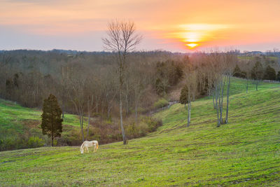 View of a horse grazing in field