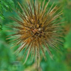 Close-up of flower plant