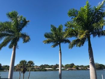 Palm trees by sea against clear blue sky