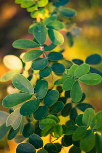 High angle view of fresh green leaves