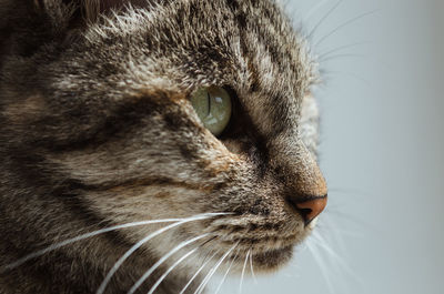 Portrait of a domestic cat close-up