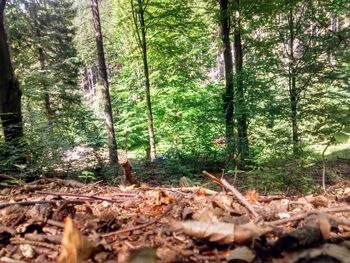 Trees and leaves in forest