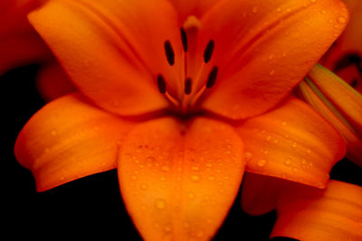 Macro shot of orange flower
