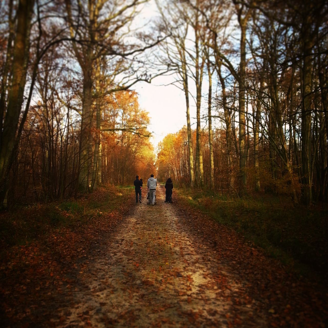 tree, the way forward, walking, lifestyles, men, leisure activity, rear view, tranquility, nature, full length, person, togetherness, sunset, orange color, tranquil scene, autumn, beauty in nature, footpath