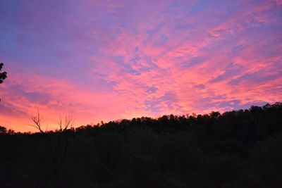 Silhouette trees in forest against sky at sunset