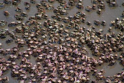 High angle view of insect on beach