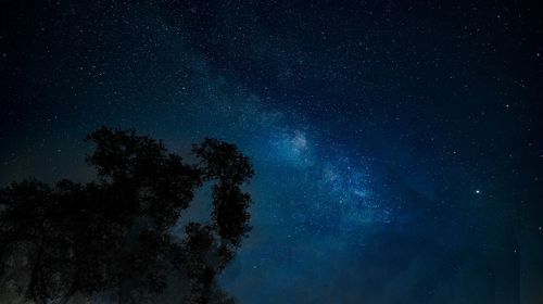 Low angle view of trees against star field