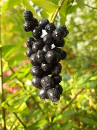 Close-up of berries growing on tree