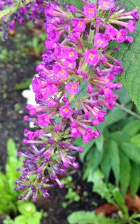 Close-up of fresh purple flowers