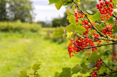 Close-up of red berries growing on tree