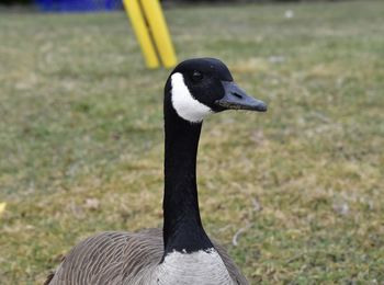 Close-up of a bird