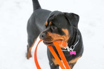 Close-up of black dog on snow field