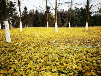 Yellow flowers growing on field