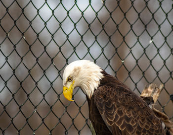 Close-up of a bird on chainlink fence