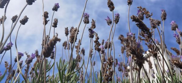 Low angle view of flowering plants on field against sky