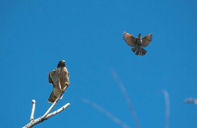 Low angle view of eagle flying against clear blue sky