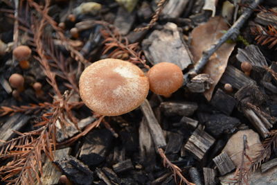 Close-up of mushrooms growing on field