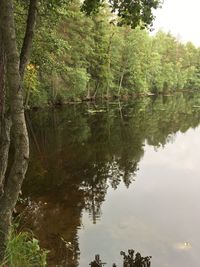 Reflection of trees in lake against sky