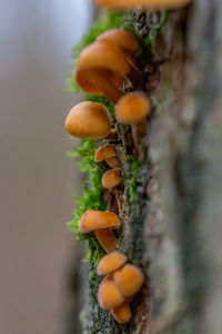 Close-up of tomatoes growing on tree trunk