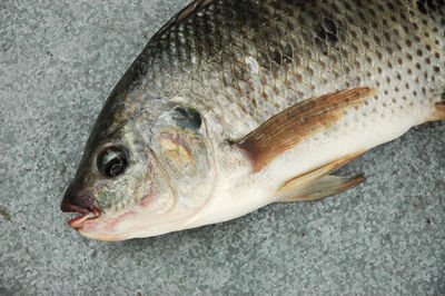 Close-up of fish