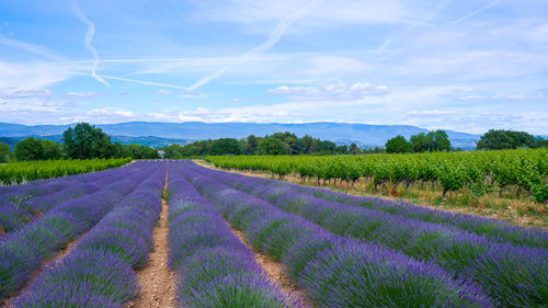 Scenic view of agricultural field against sky