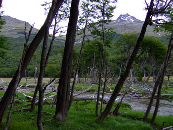 Trees in forest