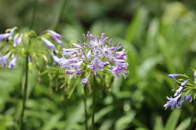 Close-up of flowers blooming at park