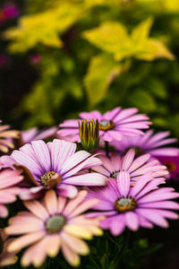 Close-up of pink flowers