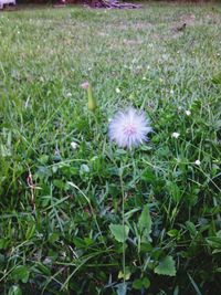 Close-up of flower blooming in field