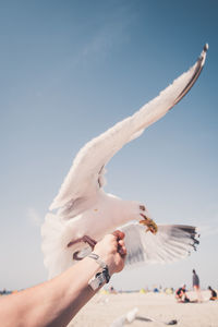 Low angle view of person paragliding against sky