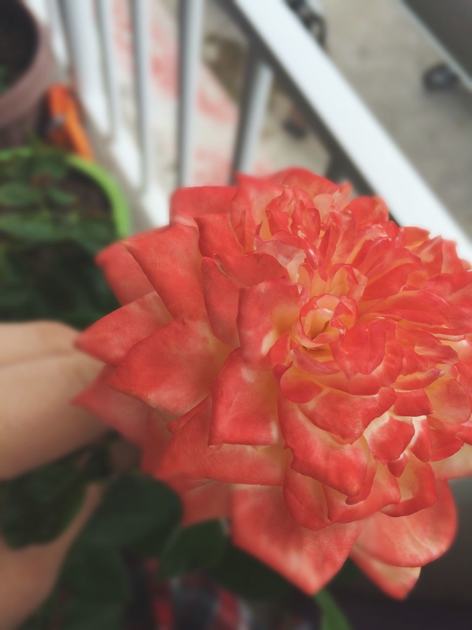 red, freshness, focus on foreground, flower, close-up, selective focus, petal, indoors, flower head, fragility, day, high angle view, incidental people, part of, person, pink color, nature